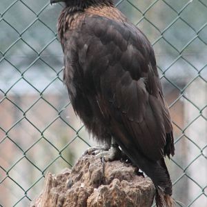 Young Striated caracara