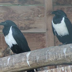Pied crows
