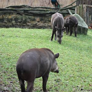 Lowland tapirs - and Peacock