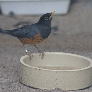 Black-breasted thrush