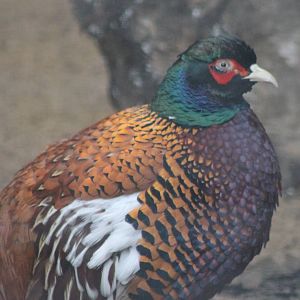 Zeravshan pheasant