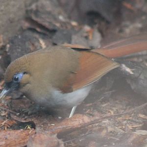 Chestnut-winged laughing-thrush