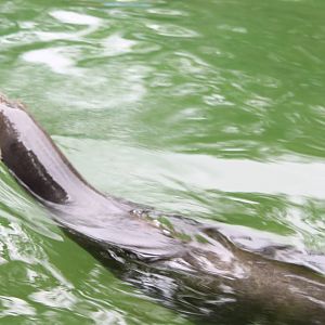 Californian sea lion