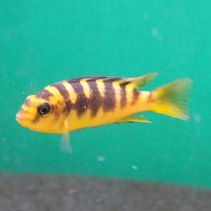 Pseudotropheus crabro