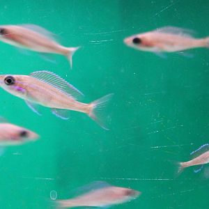 Paracyprichromis nigripinnis