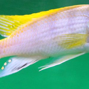 Labidochromis perlmutt marareef