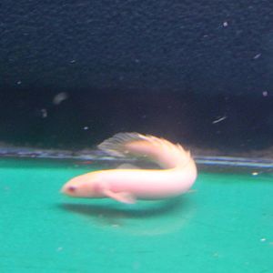 Albino Bichir species