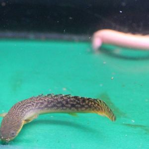 Normal and Albino Bichir species
