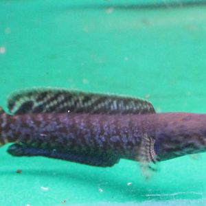 Snake-headed fish ID