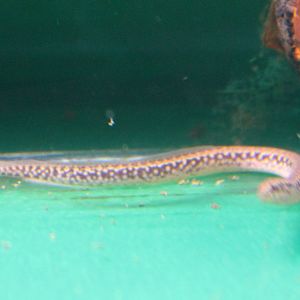 Tire track eel species
