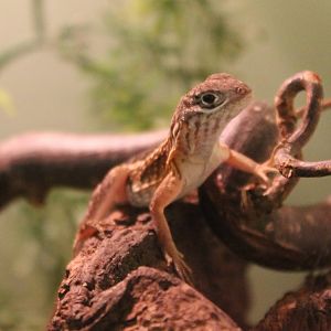 Chalarodon madagascariensis