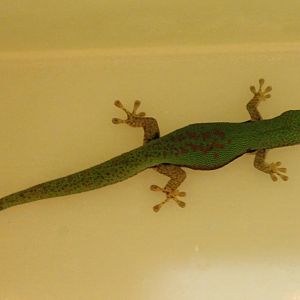 Phelsuma lineata