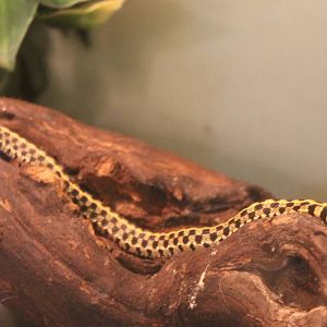 Thamnophis marcianus