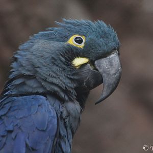 Lear's Macaw (Anodorhynchus leari), September 2016