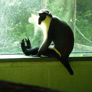 Male Diana Monkey, October 2016