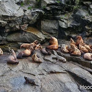 Steller sea lions