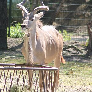 Greater kudu