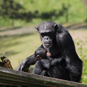 Chimp with baby