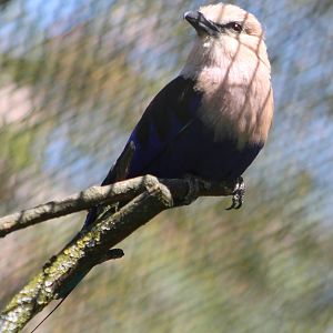 Blue-bellied roller
