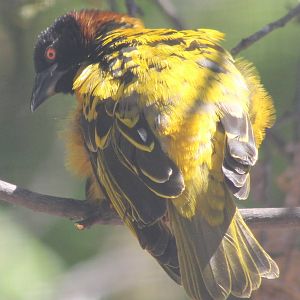 Village weaver