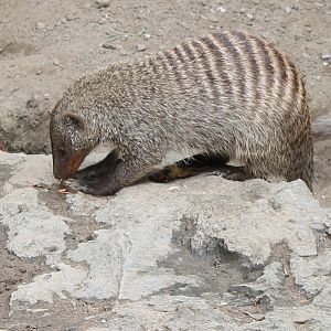 Zebra mongoose