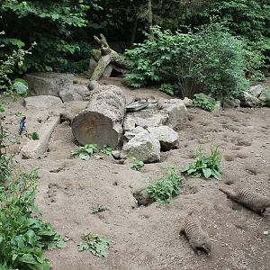 Enclosure Zebra mongoose