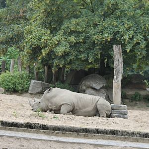 Southern white rhino