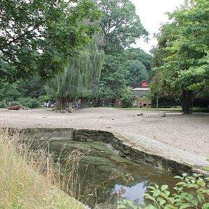 Enclosure Ankole cattle