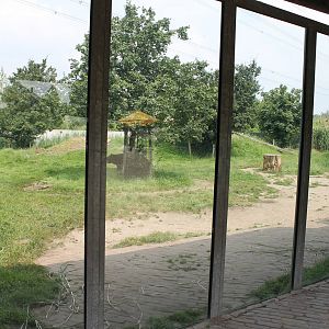 Enclosure Asiatic black bear and Corsac fox