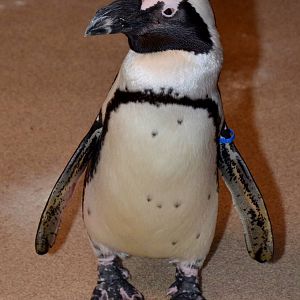 Jan. 2016 - Penguin Encounter - Blueberry
