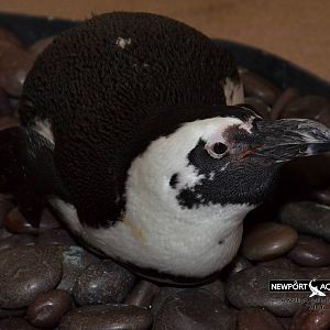 Jan. 2016 - Penguin Encounter - Speckles