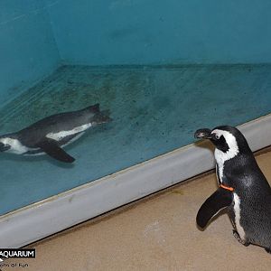 Jan. 2016 - Penguin Encounter - Simon Watching Her Swim