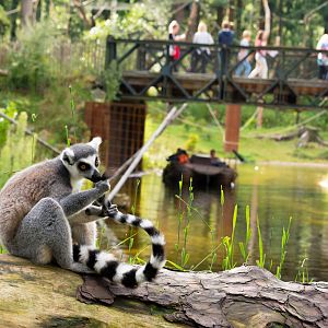 Ringtailed Lemur at de Grote Wildernis