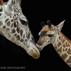 Sep. 2016 - Giraffe Ridge - Jambo and Zoey