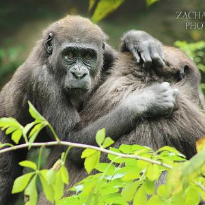 Sep. 2016 - Gorilla World - Mona and Gladys
