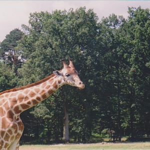 Some animal park in France: 2000