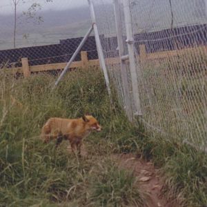 Some irish wildlife Park: 2001