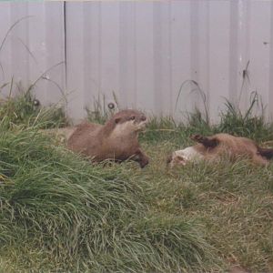Some irish wildlife Park: 2001