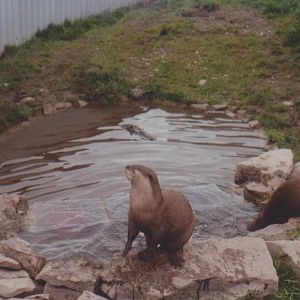 Some irish wildlife Park: 2001