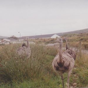 Some irish wildlife Park: 2001