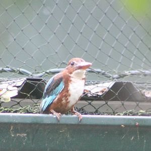 White-throated kingfisher