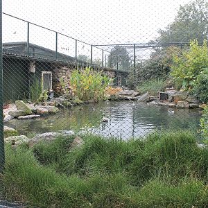 Waterfowl - Bee-eater aviary