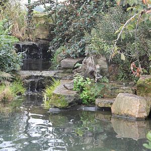 Nightingale at waterfall