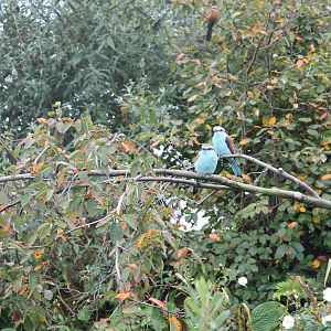 Bee-eater and Racket-tailed rollers