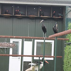 Ibisses, Open-bills and Sattle-billed stork