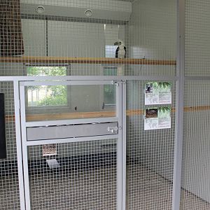 Indoor-aviary White-crested hornbill and Argus pheasant