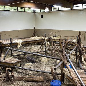 Chimpanzee indoor exhibit