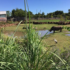 Rhino Reserve