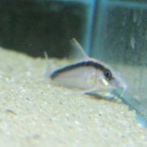 Corydoras arcuatus