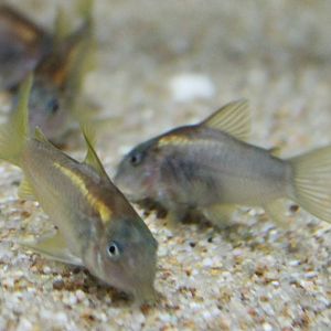 Corydoras aeneus Peru gold stripe